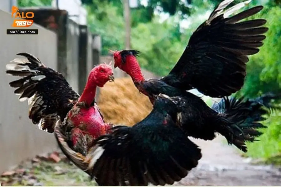 Đá gà là bộ môn giải trí hấp dẫn và gay cấn
