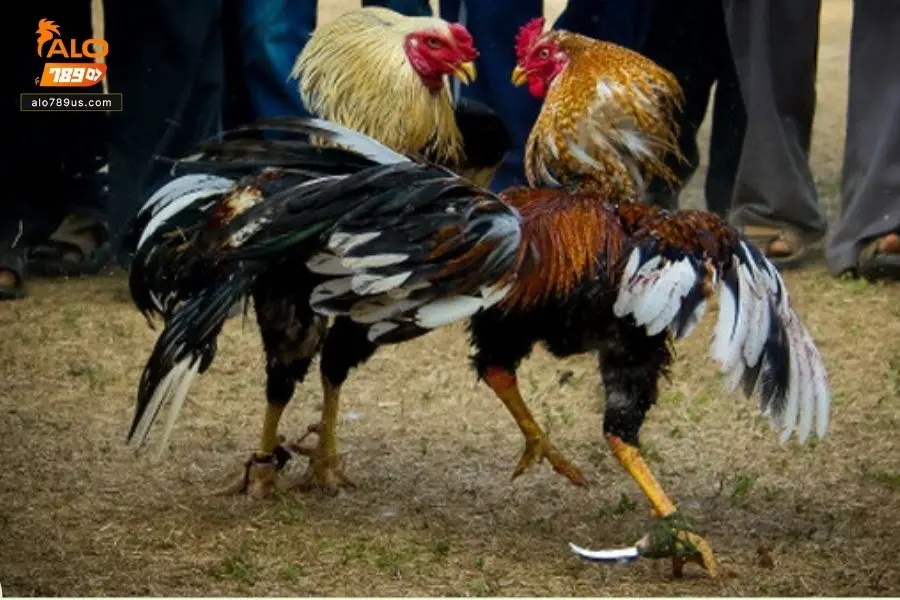 Tỷ lệ kèo đá gà hấp dẫn mang đến cơ hội thắng lớn