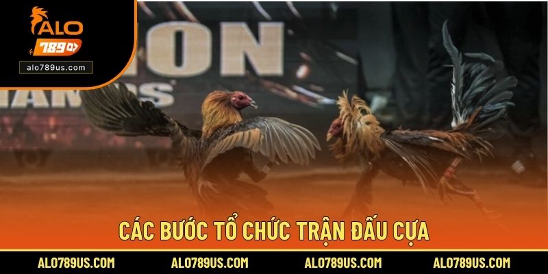 Các bước tổ chức trận đấu cựa