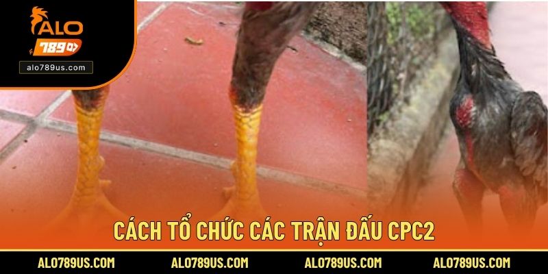 Cách tổ chức các trận đấu CPC2