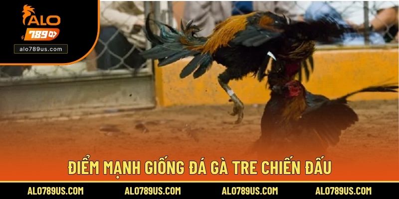 Điểm mạnh giống đá gà tre chiến đấu