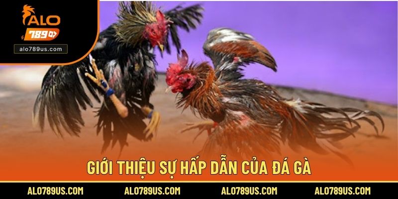 Giới thiệu sự hấp dẫn của đá gà