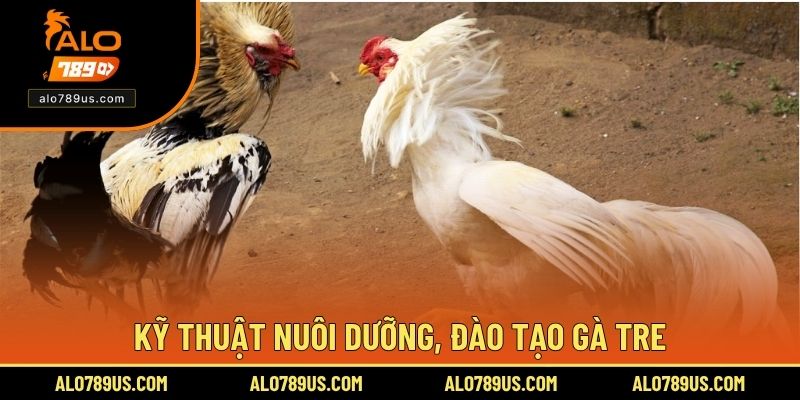 Kỹ thuật nuôi dưỡng, đào tạo gà tre