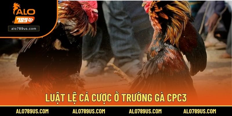 Luật lệ cá cược ở trường gà CPC3