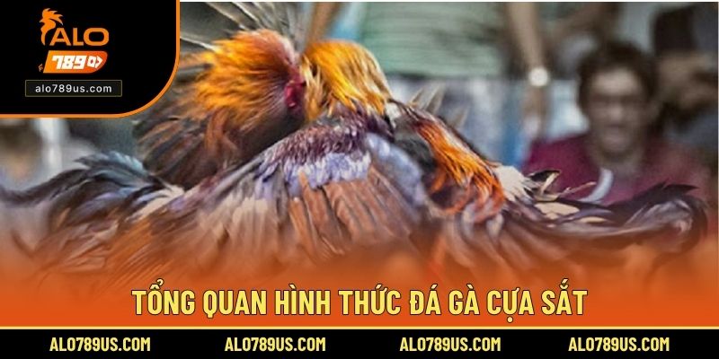 Tổng quan hình thức đá gà cựa sắt