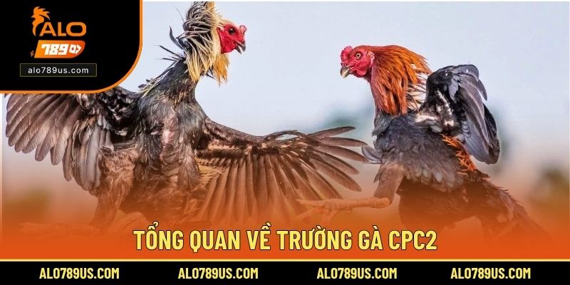 Tổng quan về trường gà CPC2