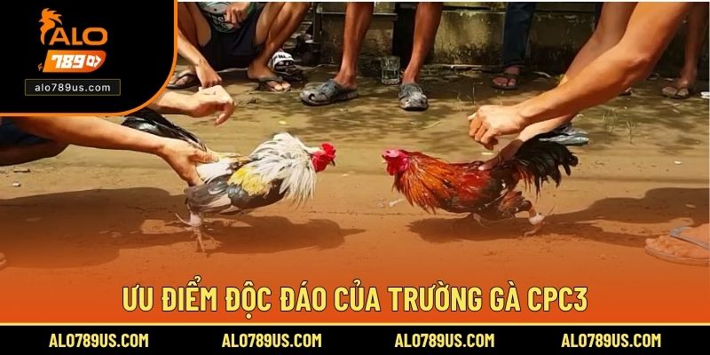Ưu điểm độc đáo của trường gà CPC3